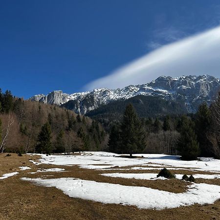 Pensiunea Aliart Zărneşti Esterno foto