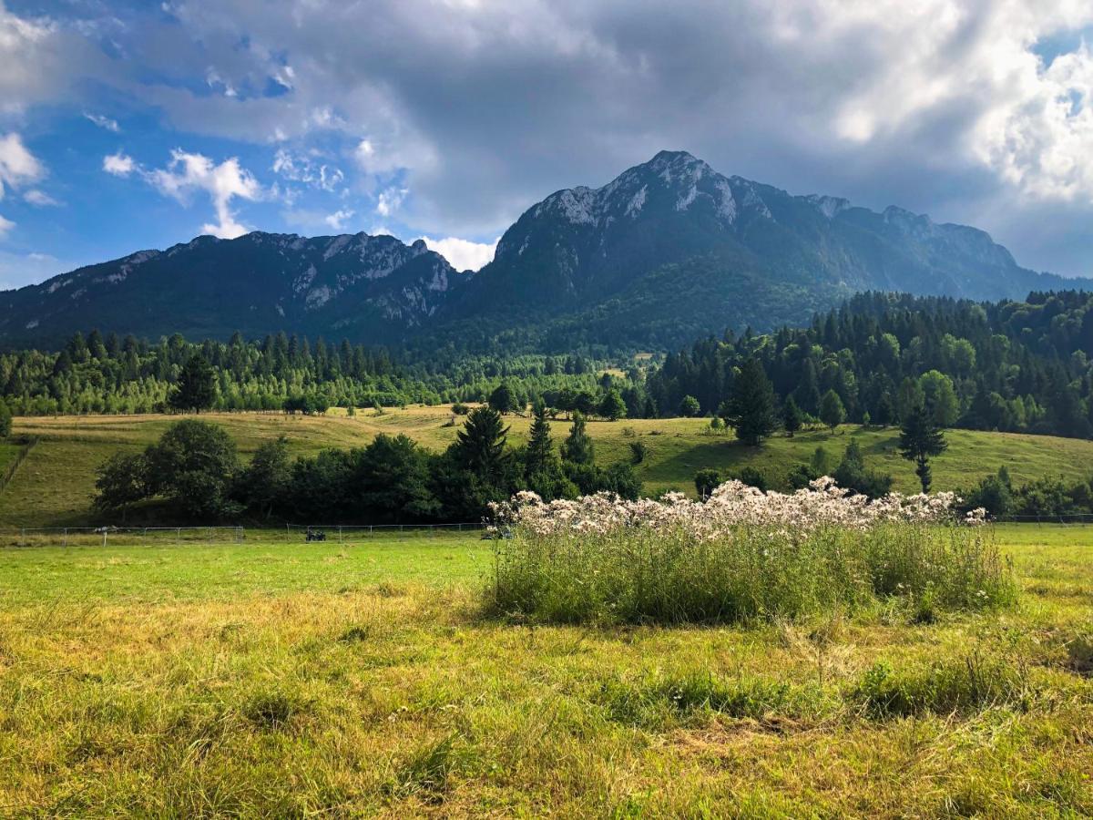 Pensiunea Aliart Zărneşti Esterno foto