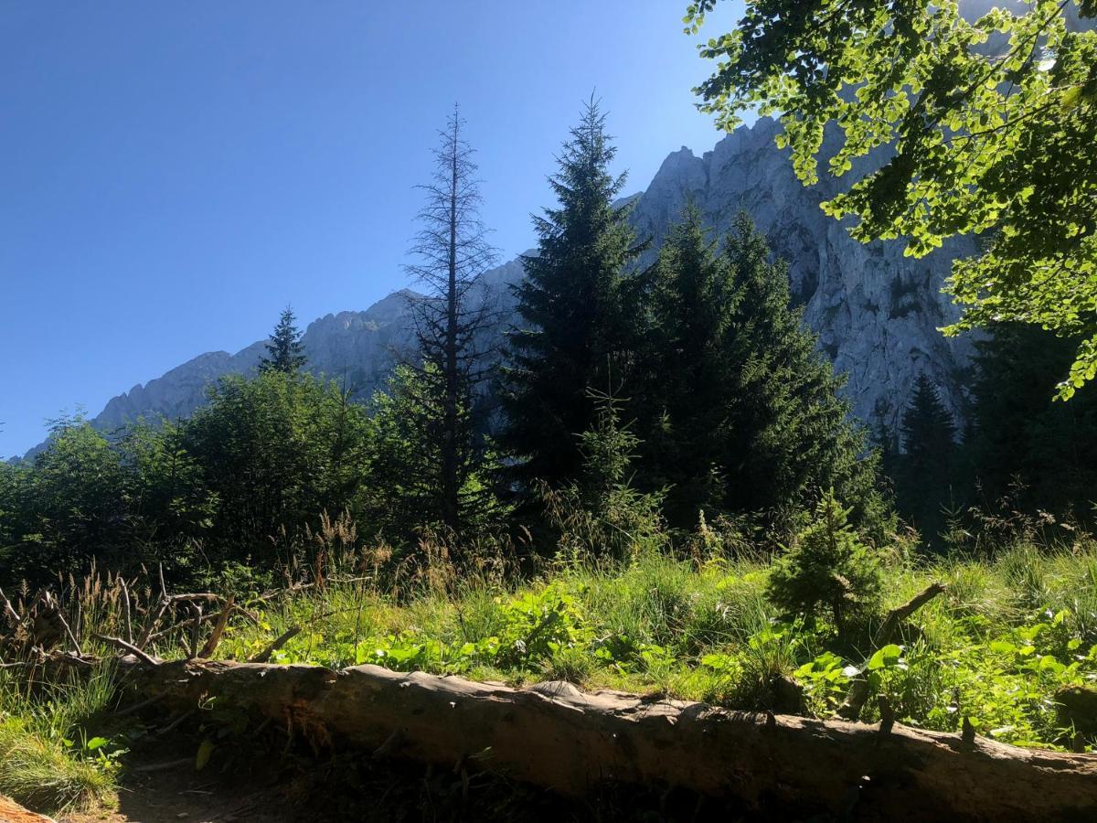 Pensiunea Aliart Zărneşti Esterno foto